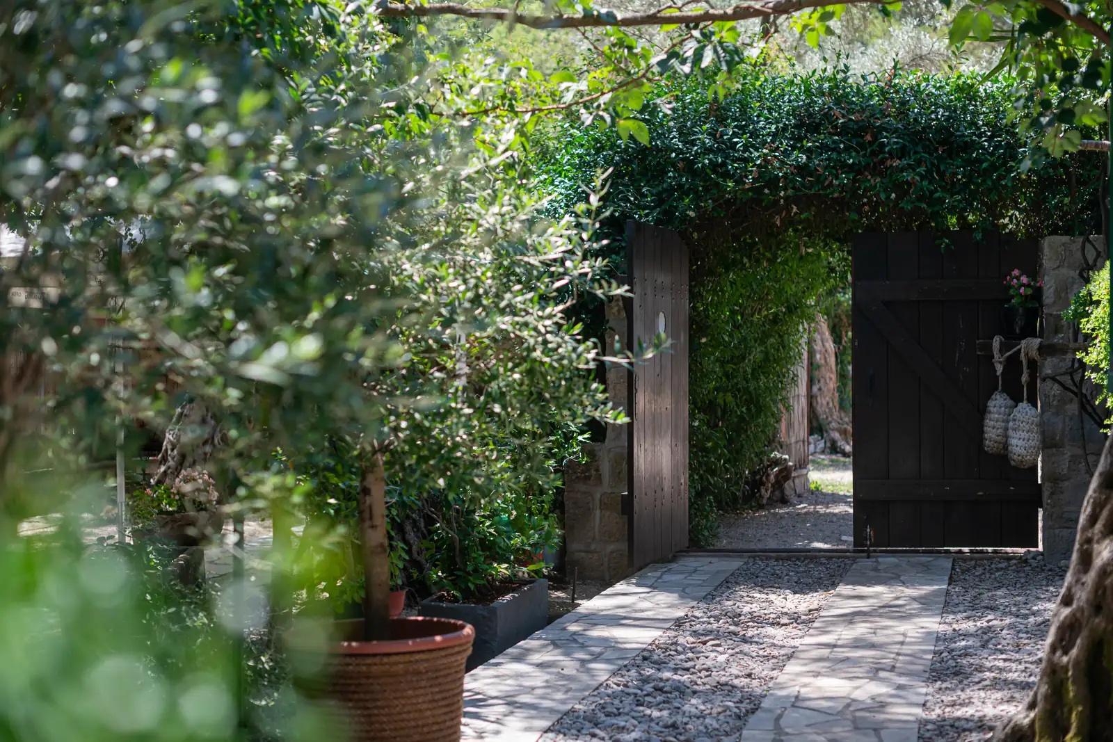 The garden gate under an old olive tree