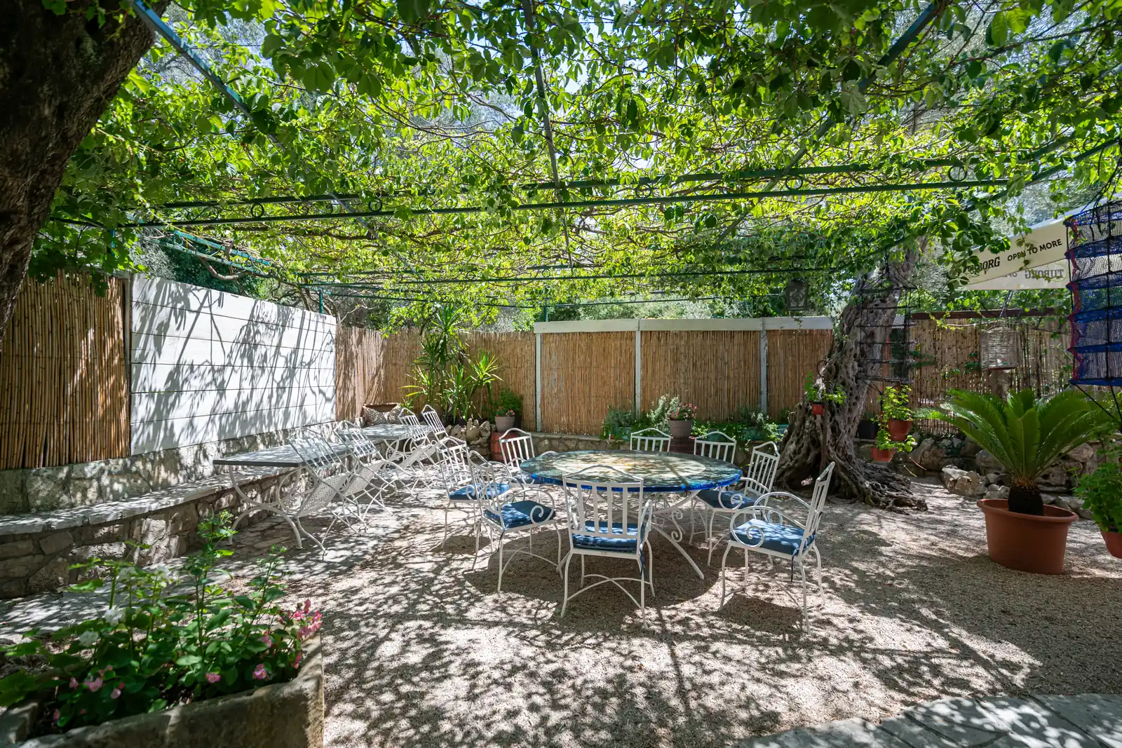 Shade under the grapevine pergola