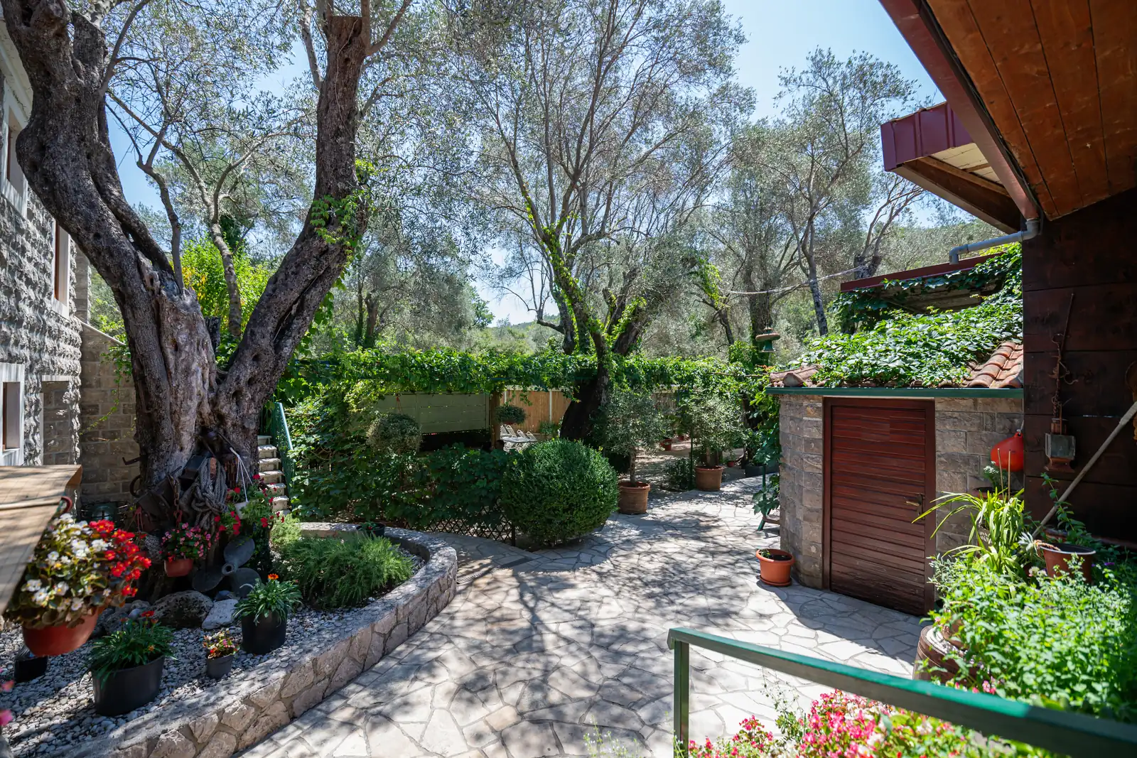 The stone path through the garden of century-old olives